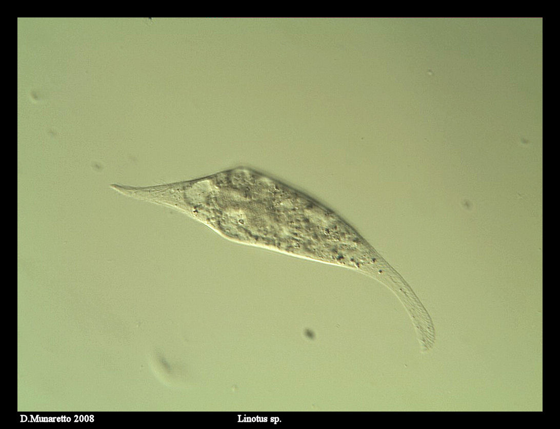 ...Linotus...